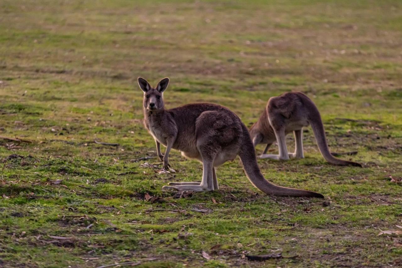 Mountain View Motor Inn & Holiday Lodges Halls Gap Exteriér fotografie