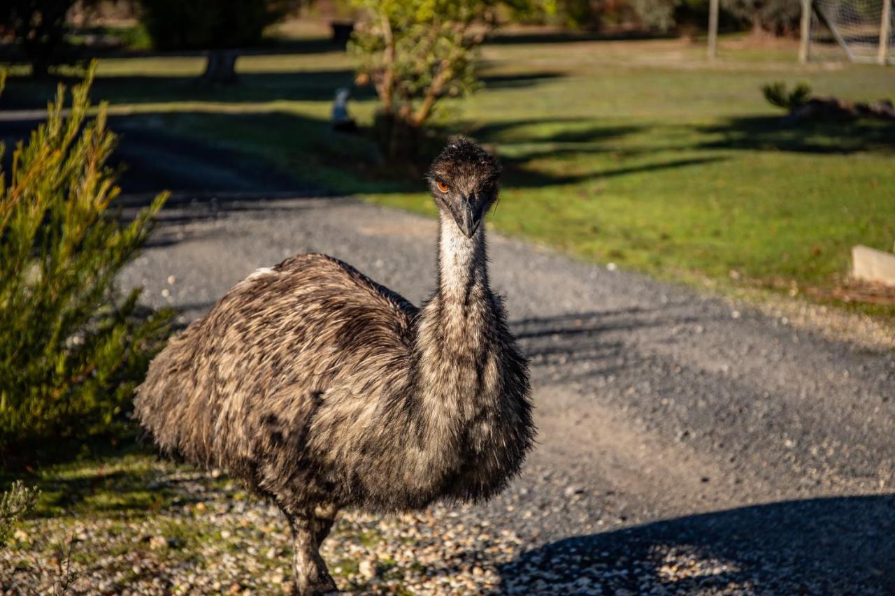 Mountain View Motor Inn & Holiday Lodges Halls Gap Exteriér fotografie