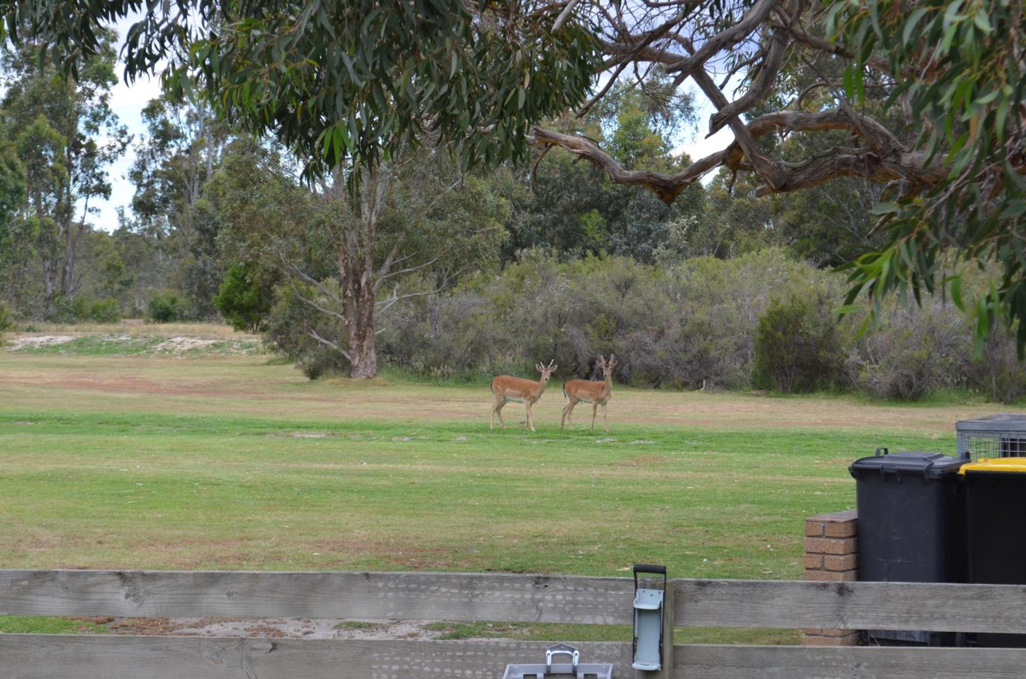 Mountain View Motor Inn & Holiday Lodges Halls Gap Exteriér fotografie