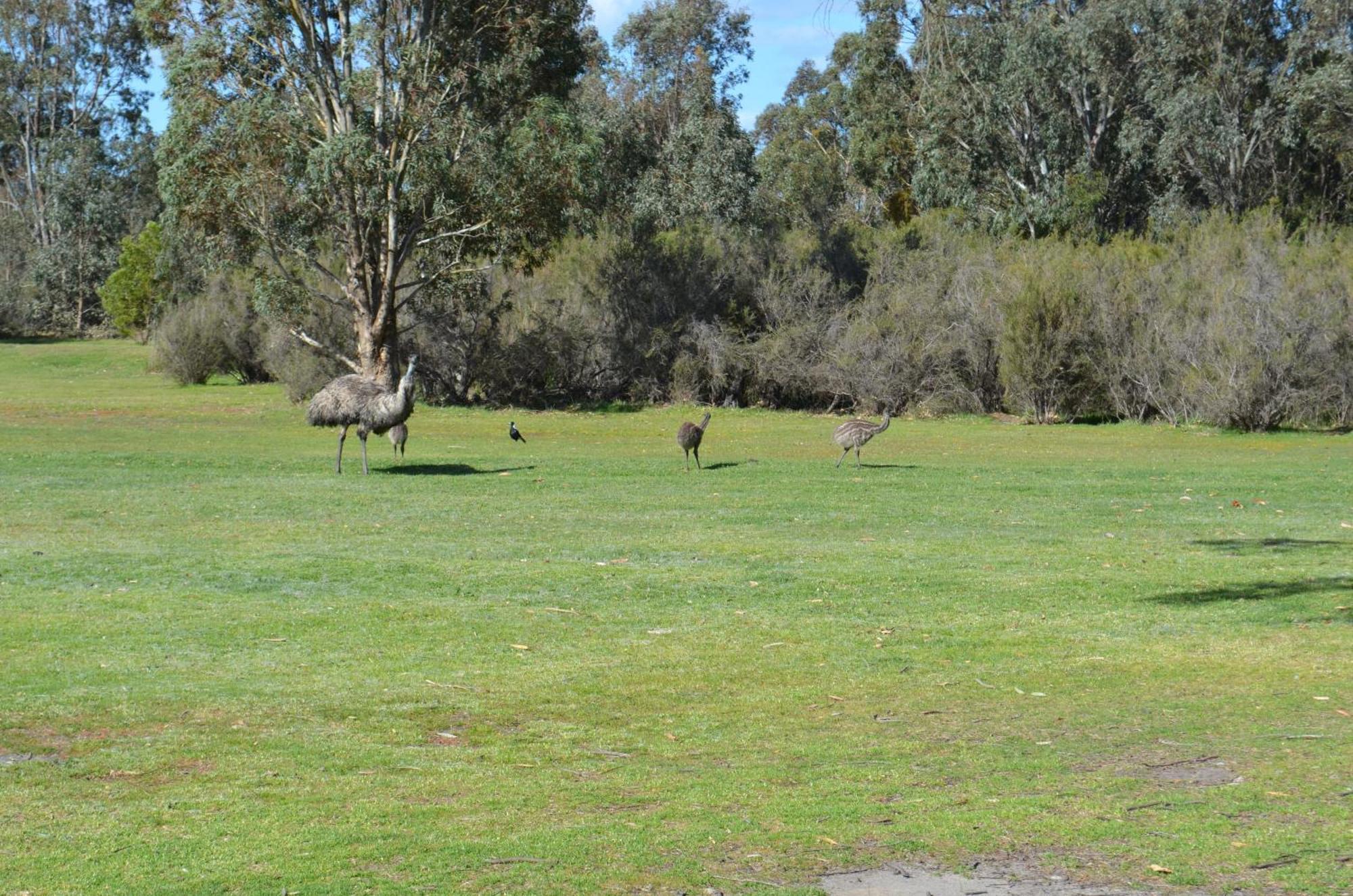 Mountain View Motor Inn & Holiday Lodges Halls Gap Exteriér fotografie
